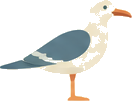 Seagull illustration