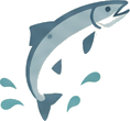 Leaping salmon illustration
